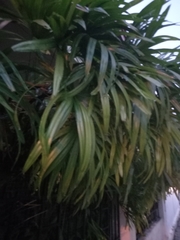 Pandanus amaryllifolius