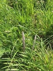 Alopecurus myosuroides