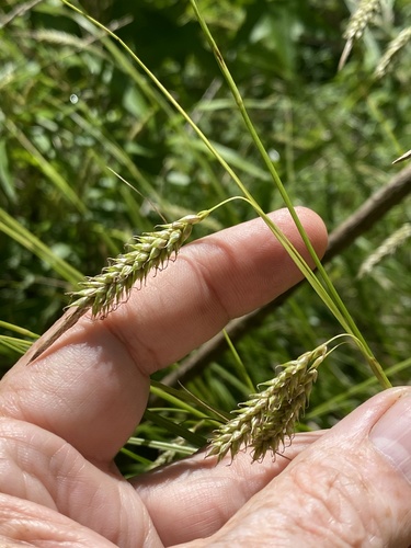 Carex cherokeensis image