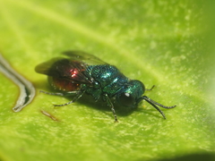 Pseudomalus auratus