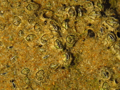 Chthamalus dentatus
