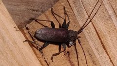 Stromatium longicorne