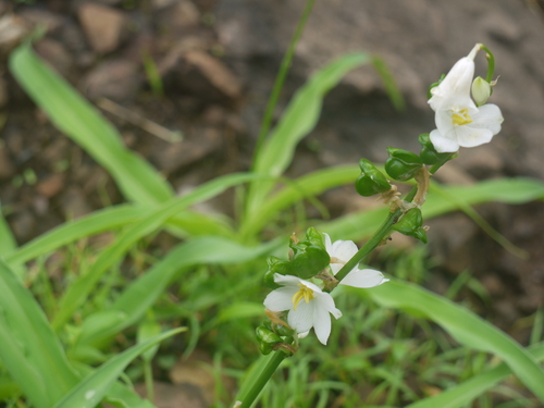 Musli (Chlorophytum tuberosum)
