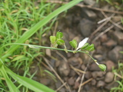 Chlorophytum tuberosum