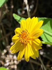 Wedelia calycina