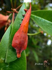 Comparmustilia gerontica