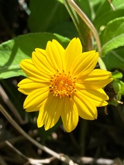 Wedelia calycina