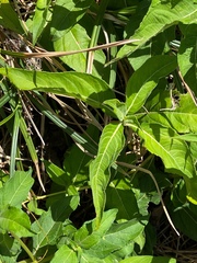Wedelia calycina
