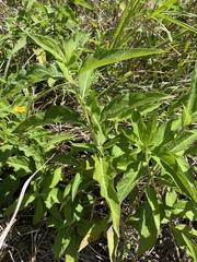 Wedelia calycina