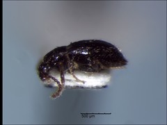 Stenichnus conjux
