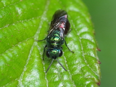 Pseudomalus auratus
