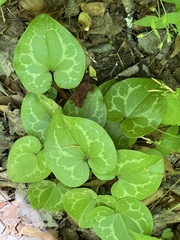 Hexastylis virginica