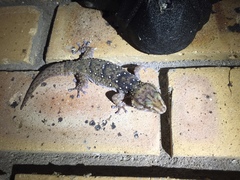 Chondrodactylus bibronii