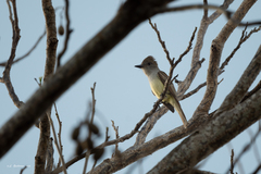 Myiarchus yucatanensis