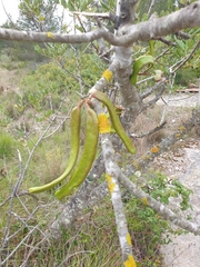 Ceratonia siliqua