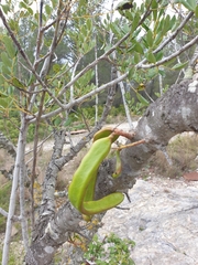 Ceratonia siliqua