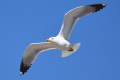 Larus michahellis