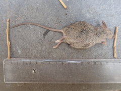 Mus musculus