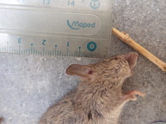 Mus musculus