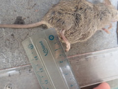 Mus musculus