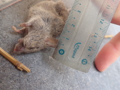 Mus musculus