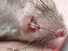 Mus musculus