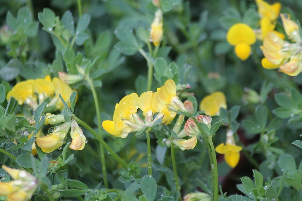 bird's-foot trefoil from Buckpool and Fens Pool LNR, Brierley Hill, UK ...