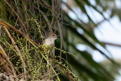 Myiarchus yucatanensis