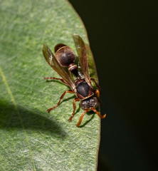 Ropalidia plebeiana