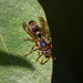 White-faced Brown Paper Wasp - Photo (c) Kerri-Lee Harris, some rights reserved (CC BY-NC), uploaded by Kerri-Lee Harris
