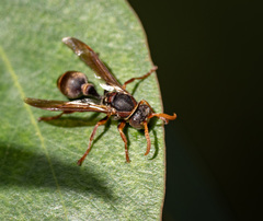 Ropalidia plebeiana