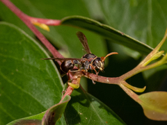 Ropalidia plebeiana