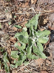 Arctium tomentosum