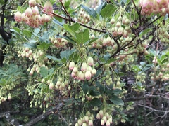 Enkianthus