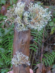 Sphaerophorus venerabilis