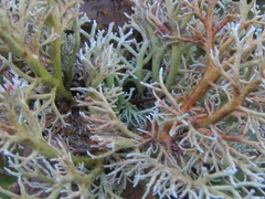 Sphaerophorus venerabilis