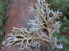 Sphaerophorus venerabilis