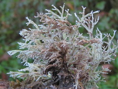 Sphaerophorus venerabilis