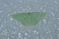 Comostola subtiliaria