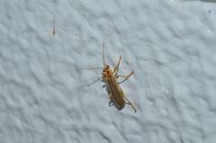 Lycocerus vitellinus