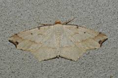 Pareclipsis gracilis