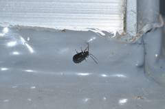Luperus moorii