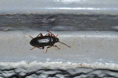 Allecula melanaria