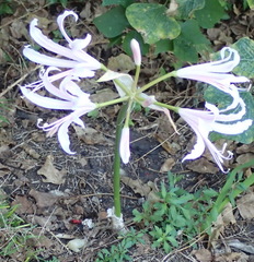 Nerine bowdenii