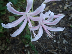 Nerine bowdenii