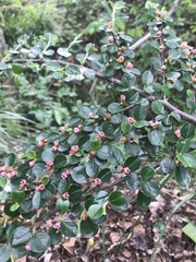 Cotoneaster hjelmqvistii