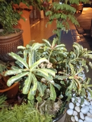 Apocynoideae