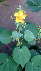 Abutilon angulatum angulatum