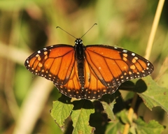 Danaus erippus