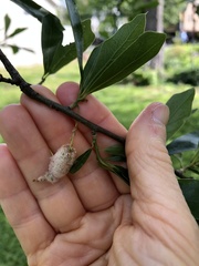 Callirhytis turnerii